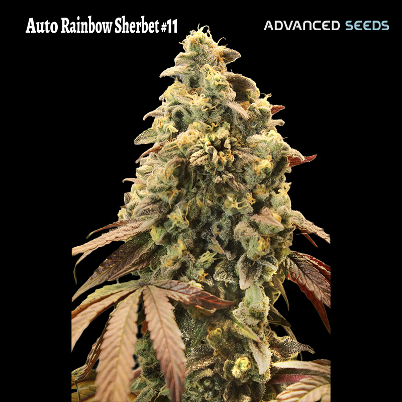 AUTO RAINBOW SHERBT #33