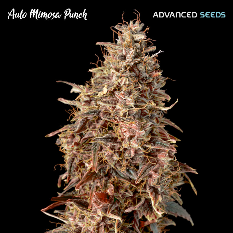 AUTO MIMOSA PUNCH (3 y 1)