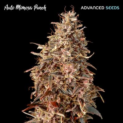 AUTO MIMOSA PUNCH (5 y 2)