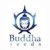 BUDDHA SEEDS