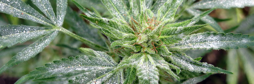 Белый налет у марихуаны поле дикой конопли