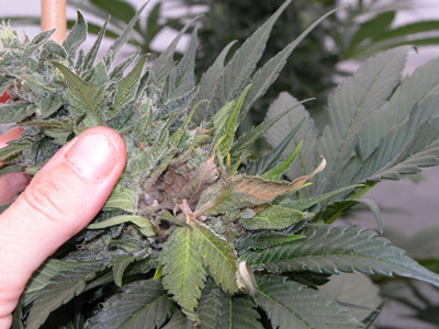 Botrytis - Cañimo GrowShop