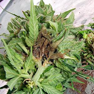 Botrytis - Cañimo GrowShop