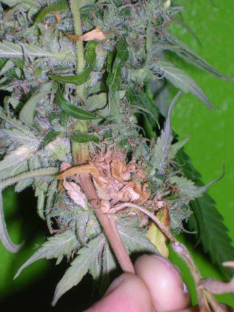 Cañimo GrowShop