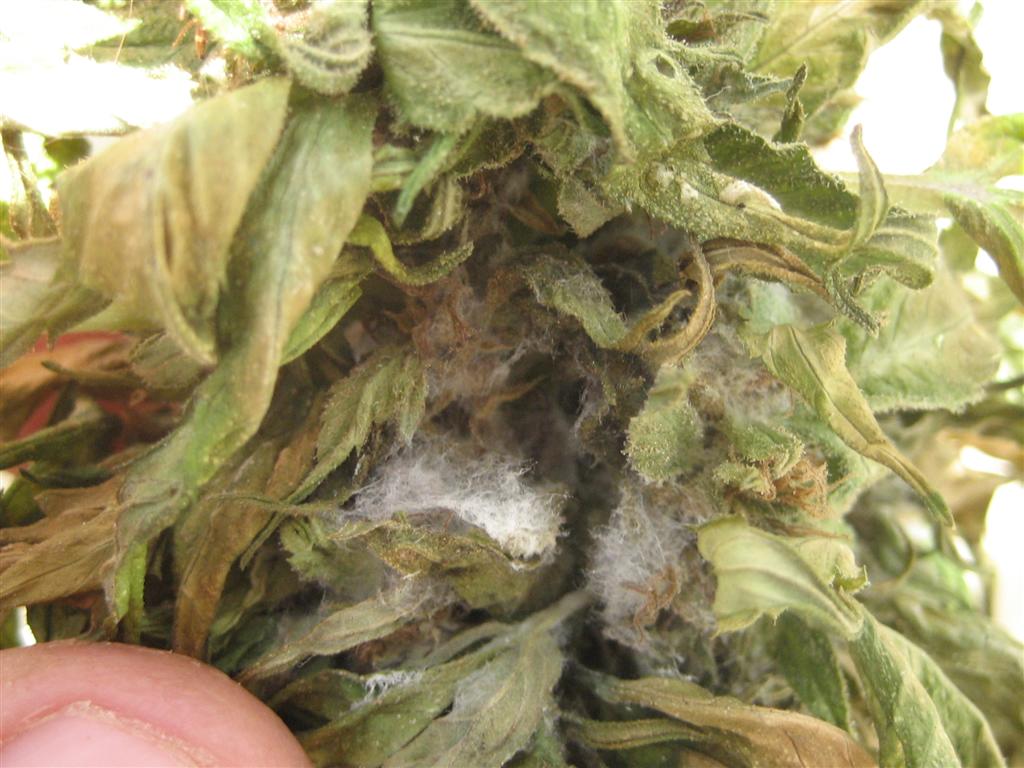 Hongo Botrytis