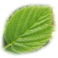 Hoja de Frambuesa