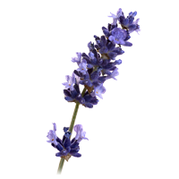 Lavanda