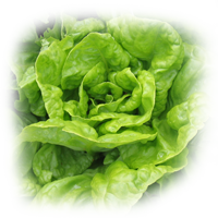 Lechuga Silvestre